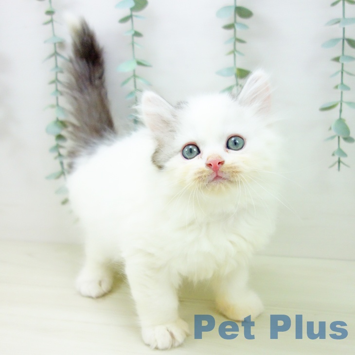 千葉県のサイベリアン (ペットプラス 成田店/2025年10月29日生まれ/男の子/シルバータビーホワイトバン)の子猫の2枚目の画像