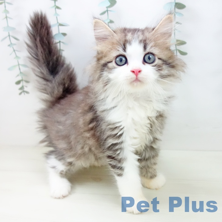 山梨県のサイベリアン (ペットプラス 甲府昭和店/2025年10月29日生まれ/女の子/ブラウンタビーホワイト)の子猫の1枚目の画像
