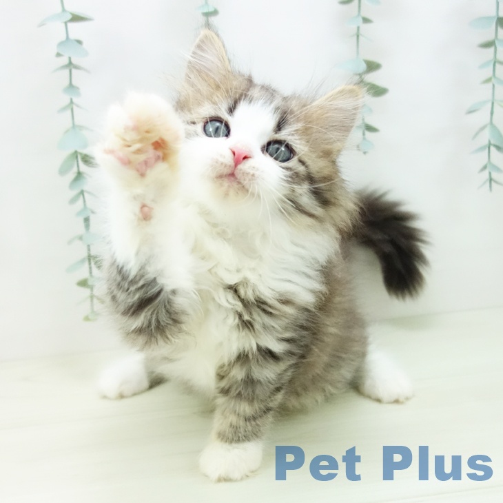 山梨県のサイベリアン (ペットプラス 甲府昭和店/2025年10月29日生まれ/女の子/ブラウンタビーホワイト)の子猫の2枚目の画像