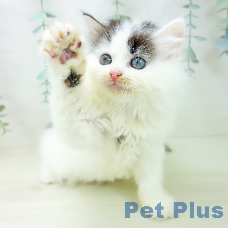 群馬県のサイベリアン (ペットプラス イオンモール太田店/2025年10月30日生まれ/女の子/ブラウンタビーホワイトバン)の子猫の2枚目の画像