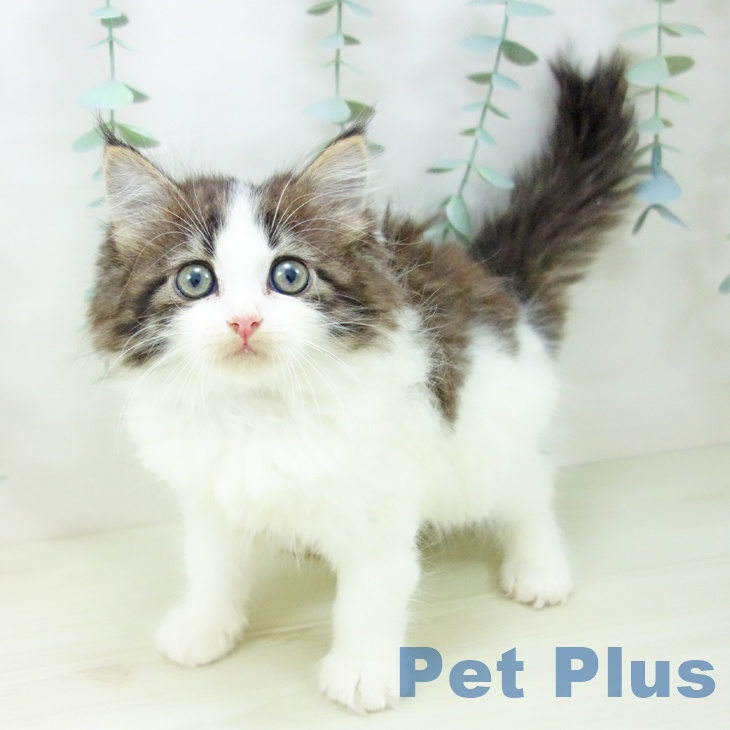 東京都のサイベリアン (ペットプラス むさし村山店/2025年10月30日生まれ/女の子/ブラウンタビーホワイト)の子猫の1枚目の画像