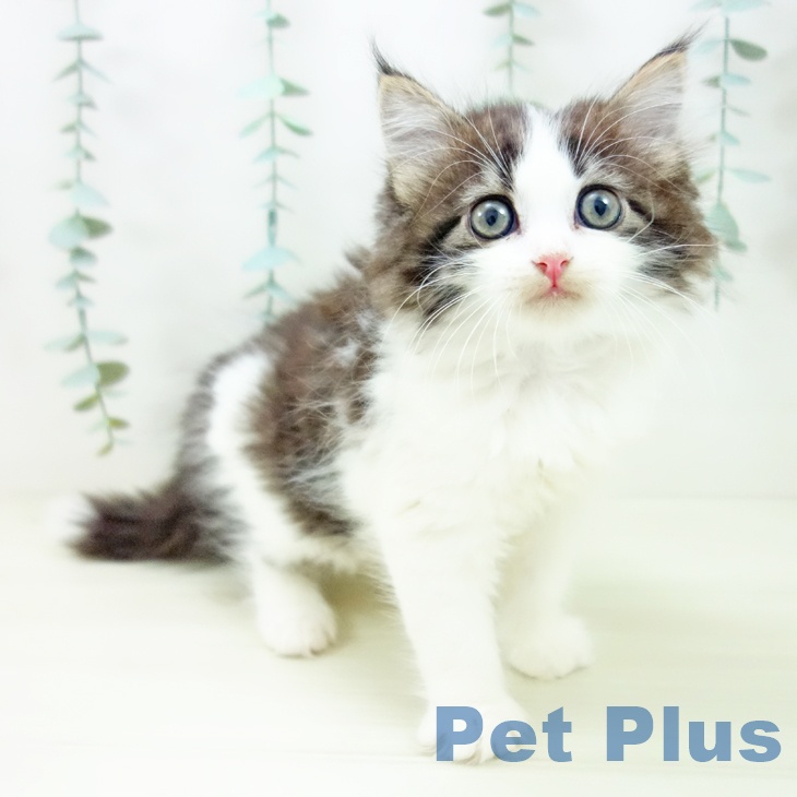 東京都のサイベリアン (ペットプラス むさし村山店/2025年10月30日生まれ/女の子/ブラウンタビーホワイト)の子猫の2枚目の画像