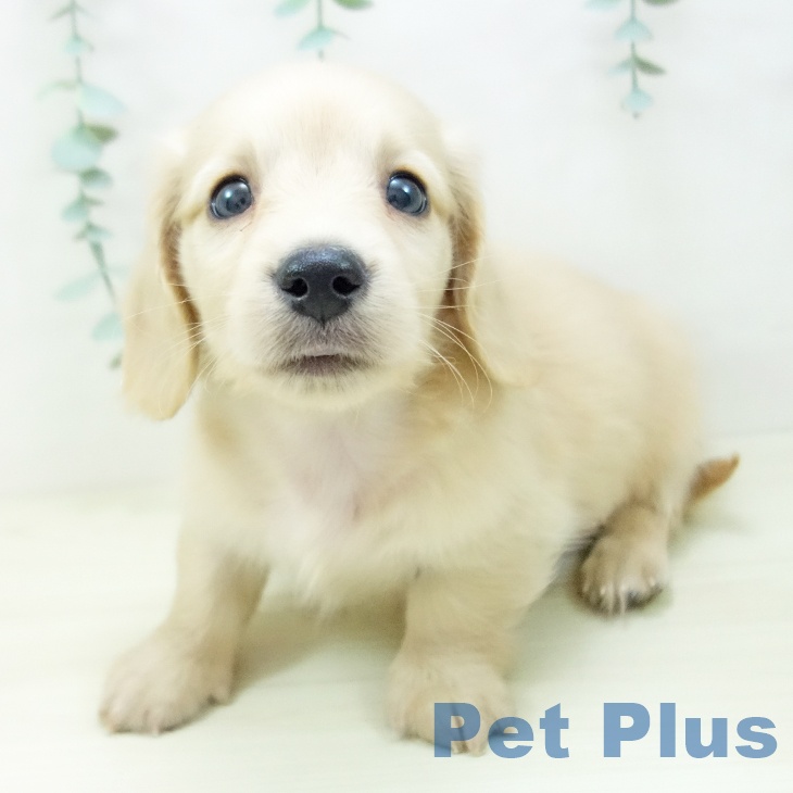 愛知県のミニチュアダックスフンド(ロング) (ペットプラス イオンモール豊川店/2025年10月30日生まれ/男の子/イエロー)の子犬の1枚目の画像