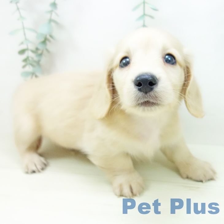 愛知県のミニチュアダックスフンド(ロング) (ペットプラス イオンモール豊川店/2025年10月30日生まれ/男の子/イエロー)の子犬の2枚目の画像