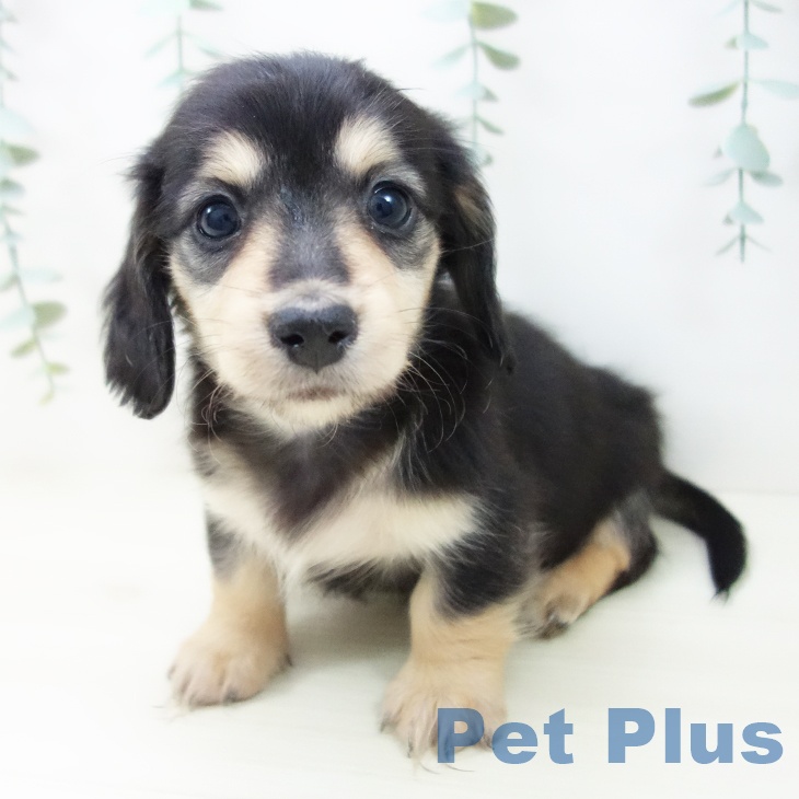 愛知県のミニチュアダックスフンド(ロング) (ペットプラス 名古屋茶屋店/2025年10月30日生まれ/女の子/ブラックイエロー)の子犬の1枚目の画像