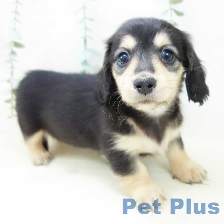 愛知県のミニチュアダックスフンド(ロング) (ペットプラス 名古屋茶屋店/2025年10月30日生まれ/女の子/ブラックイエロー)の子犬の2枚目の画像