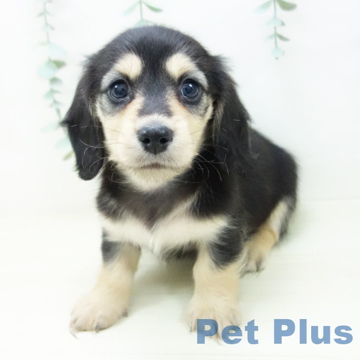 石川県のミニチュアダックスフンド(ロング) (ペットプラス 白山店/2025年10月30日生まれ/女の子/ブラックイエロー)の子犬の1枚目の画像