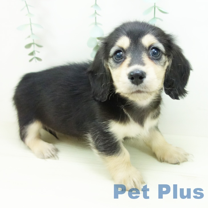 石川県のミニチュアダックスフンド(ロング) (ペットプラス 白山店/2025年10月30日生まれ/女の子/ブラックイエロー)の子犬の2枚目の画像