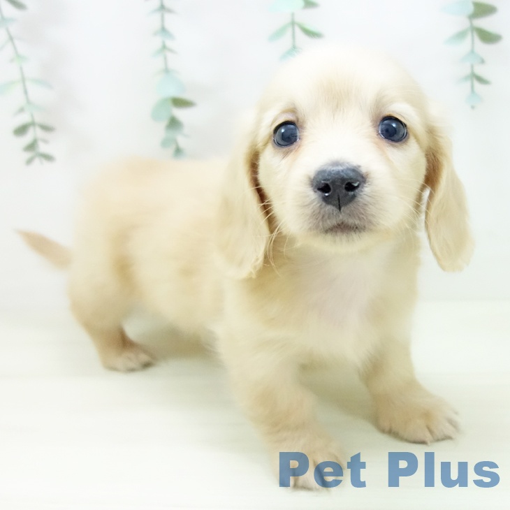 愛知県のミニチュアダックスフンド(ロング) (ペットプラス ナゴヤドーム前店/2025年10月30日生まれ/女の子/イエロー)の子犬の1枚目の画像