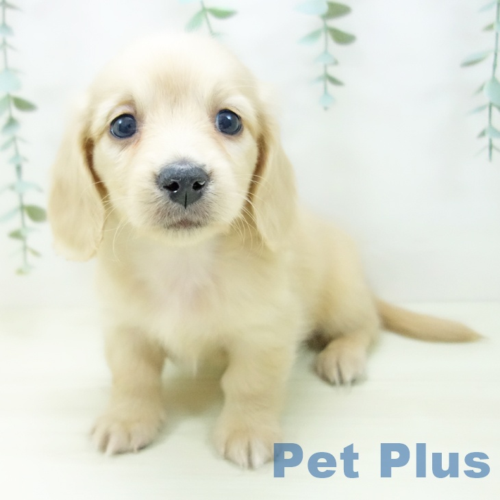 愛知県のミニチュアダックスフンド(ロング) (ペットプラス ナゴヤドーム前店/2025年10月30日生まれ/女の子/イエロー)の子犬の2枚目の画像