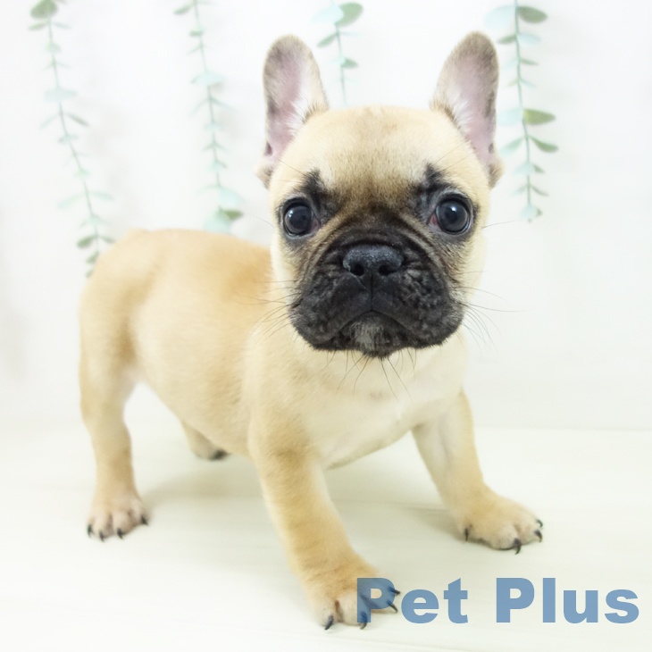 愛知県のフレンチブルドッグ (ペットプラス ナゴヤドーム前店/2025年10月24日生まれ/男の子/フォーン)の子犬の1枚目の画像