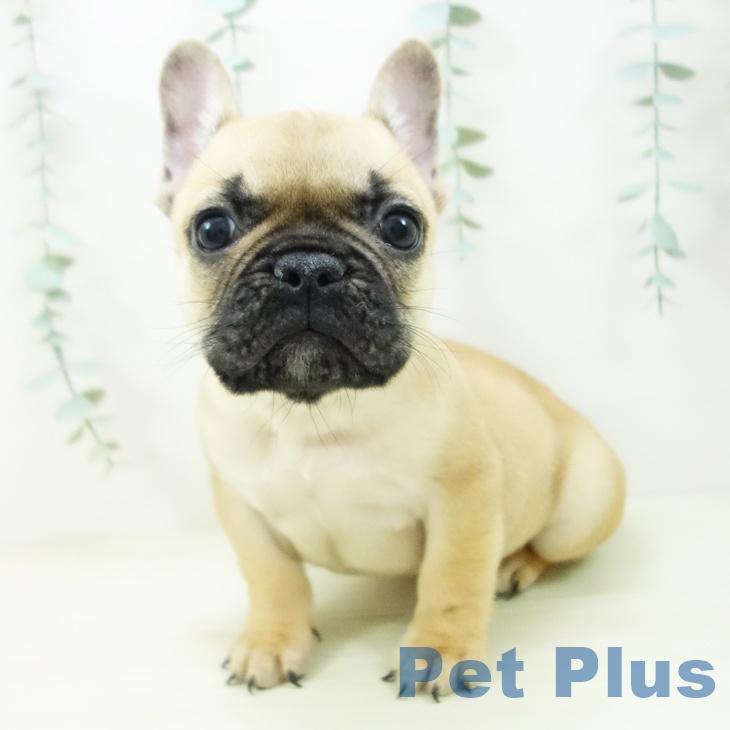 愛知県のフレンチブルドッグ (ペットプラス ナゴヤドーム前店/2025年10月24日生まれ/男の子/フォーン)の子犬の2枚目の画像