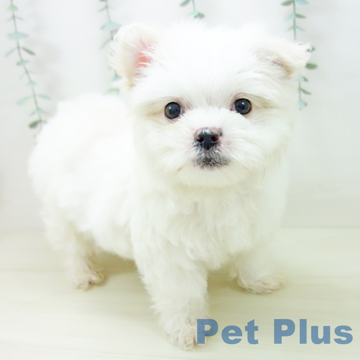 石川県のマルチーズ (ペットプラス 新小松店/2025年10月28日生まれ/男の子/ホワイト)の子犬の1枚目の画像