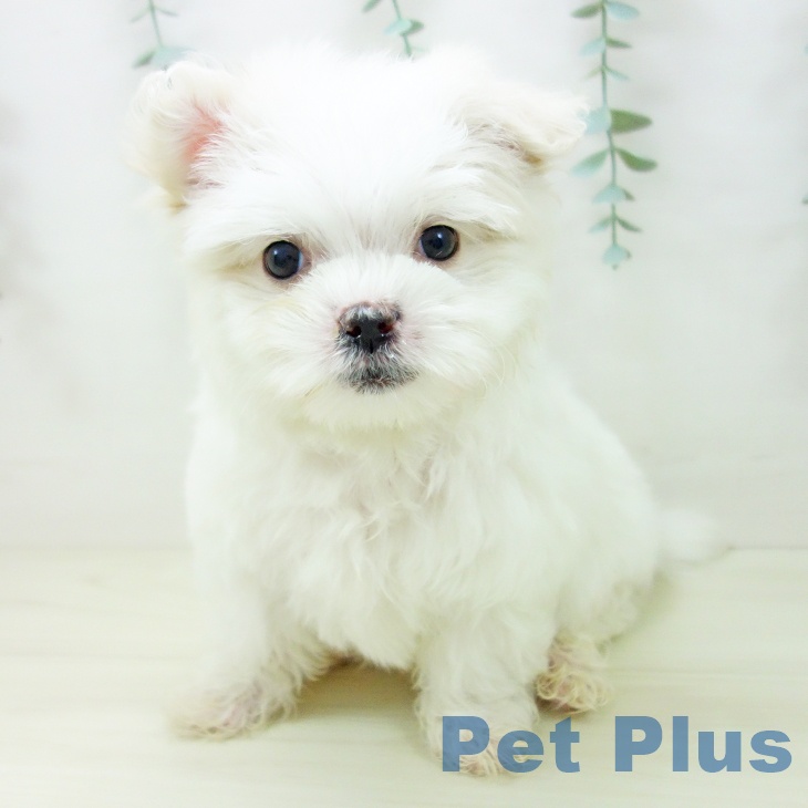 石川県のマルチーズ (ペットプラス 新小松店/2025年10月28日生まれ/男の子/ホワイト)の子犬の2枚目の画像