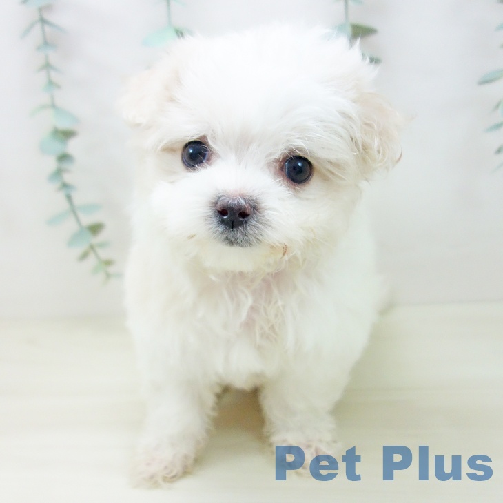 福井県のマルチーズ (ペットプラス 福井店/2025年10月28日生まれ/女の子/ホワイト)の子犬の2枚目の画像