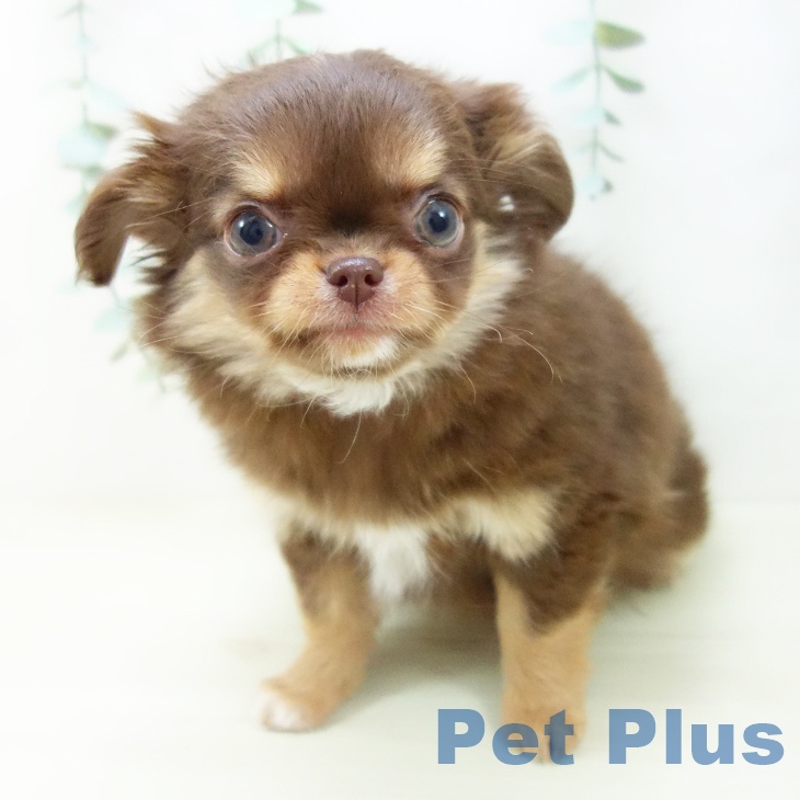 東京都のチワワ(ロング) (ペットプラス 日の出店/2025年10月23日生まれ/女の子/チョコレートタン)の子犬の1枚目の画像