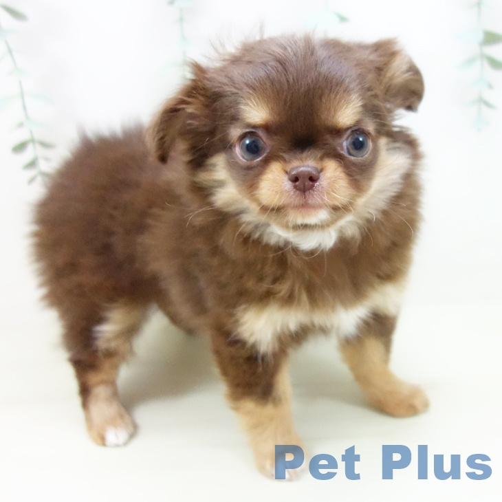 東京都のチワワ(ロング) (ペットプラス 日の出店/2025年10月23日生まれ/女の子/チョコレートタン)の子犬の2枚目の画像
