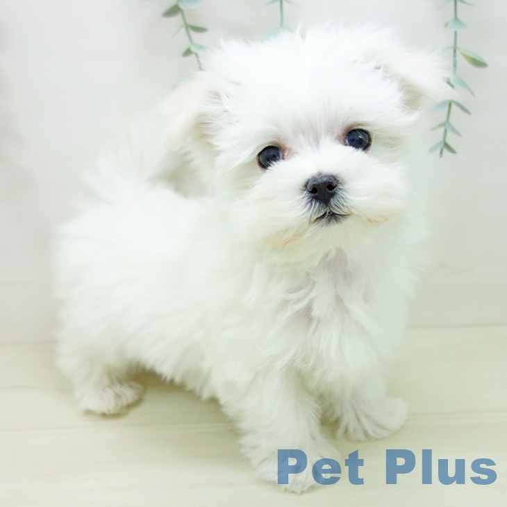 愛知県のマルチーズ (ペットプラス ナゴヤドーム前店/2025年10月30日生まれ/男の子/ホワイト)の子犬の1枚目の画像