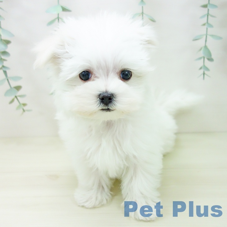 愛知県のマルチーズ (ペットプラス ナゴヤドーム前店/2025年10月30日生まれ/男の子/ホワイト)の子犬の2枚目の画像