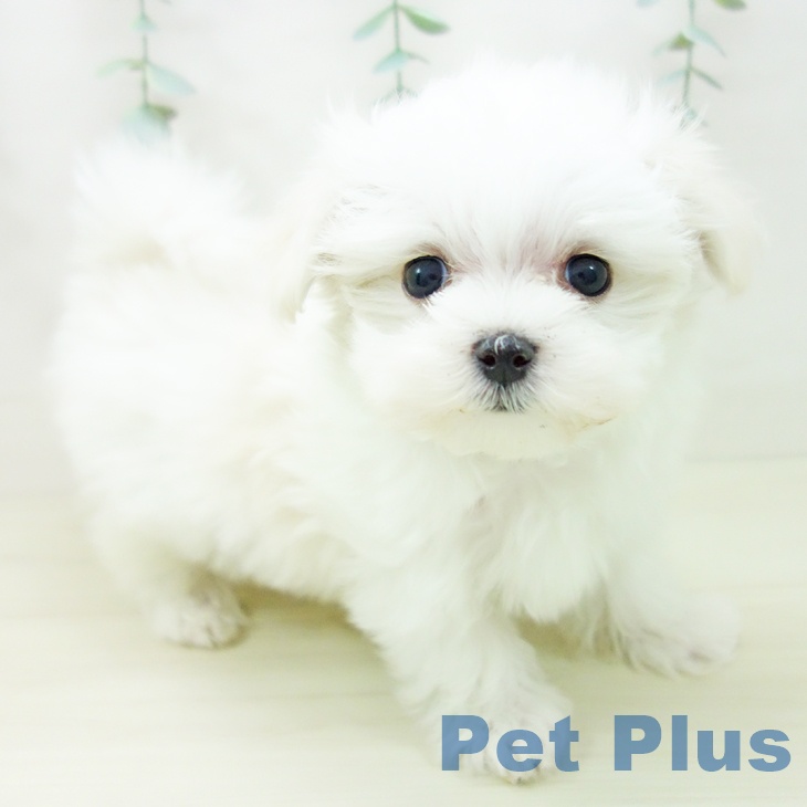 愛知県のマルチーズ (ペットプラス mozoワンダーシティ店/2025年10月30日生まれ/女の子/ホワイト)の子犬の1枚目の画像