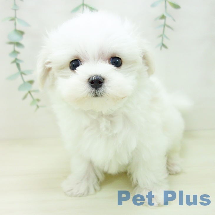 愛知県のマルチーズ (ペットプラス mozoワンダーシティ店/2025年10月30日生まれ/女の子/ホワイト)の子犬の2枚目の画像