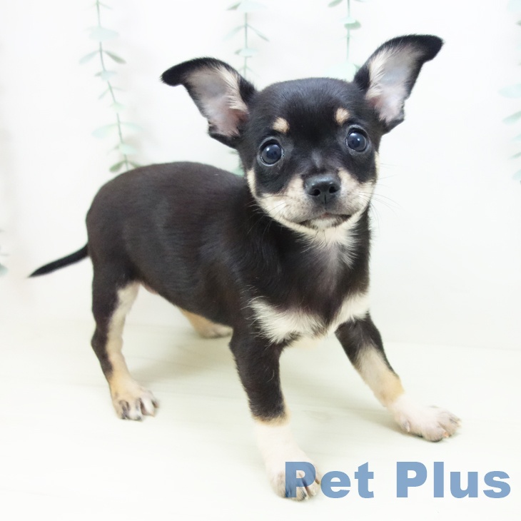 青森県のチワワ(ロング) (ペットプラス 青森浜田店/2025年10月25日生まれ/女の子/ブラックタンホワイト)の子犬の1枚目の画像