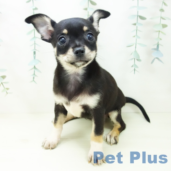 青森県のチワワ(ロング) (ペットプラス 青森浜田店/2025年10月25日生まれ/女の子/ブラックタンホワイト)の子犬の2枚目の画像