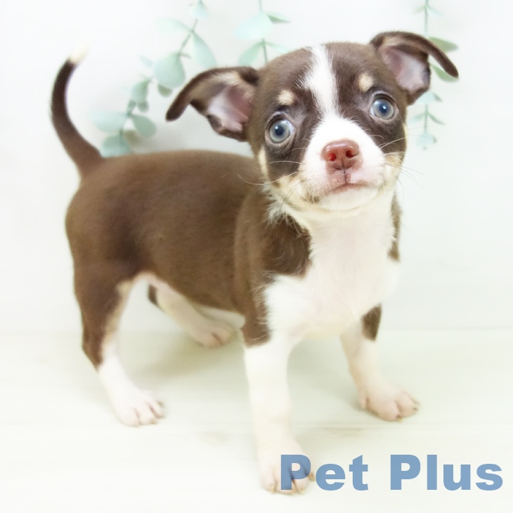 福井県のチワワ(ロング) (ペットプラス 福井店/2025年10月25日生まれ/女の子/チョコレートタンホワイト)の子犬の1枚目の画像