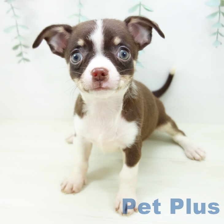 福井県のチワワ(ロング) (ペットプラス 福井店/2025年10月25日生まれ/女の子/チョコレートタンホワイト)の子犬の2枚目の画像