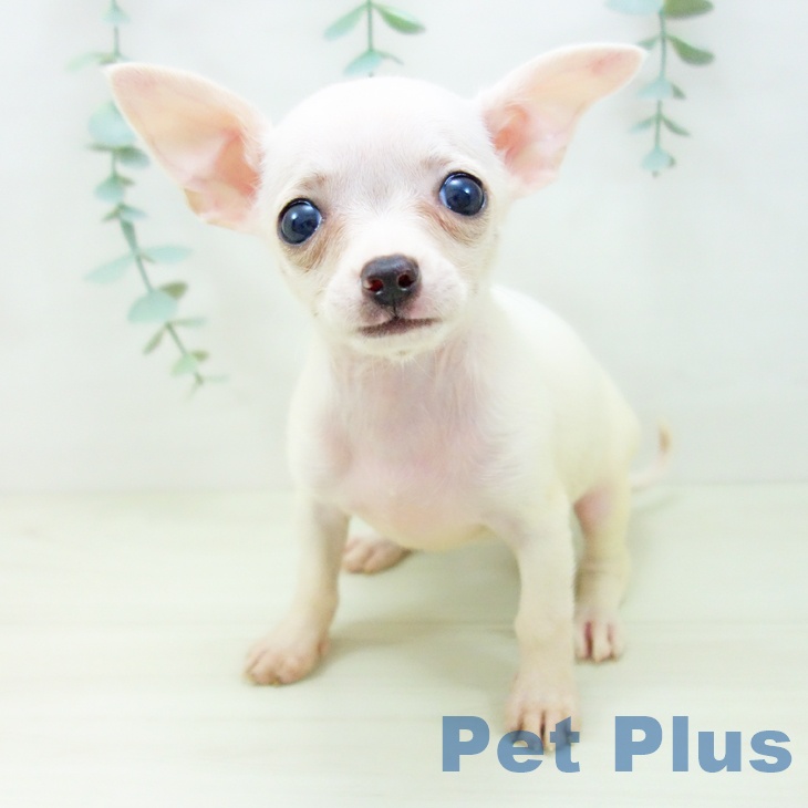 石川県のチワワ(ロング) (ペットプラス 白山店/2025年10月25日生まれ/女の子/クリーム)の子犬の1枚目の画像