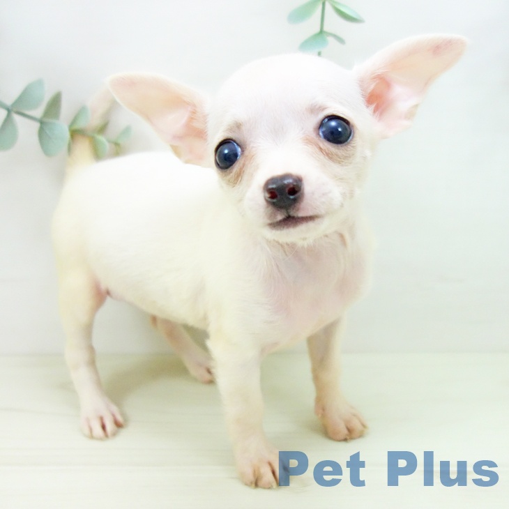 石川県のチワワ(ロング) (ペットプラス 白山店/2025年10月25日生まれ/女の子/クリーム)の子犬の2枚目の画像