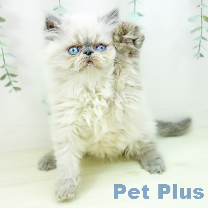 茨城県のヒマラヤン (ペットプラス つくば店/2025年10月18日生まれ/女の子/ブルーポイント)の子猫の1枚目の画像