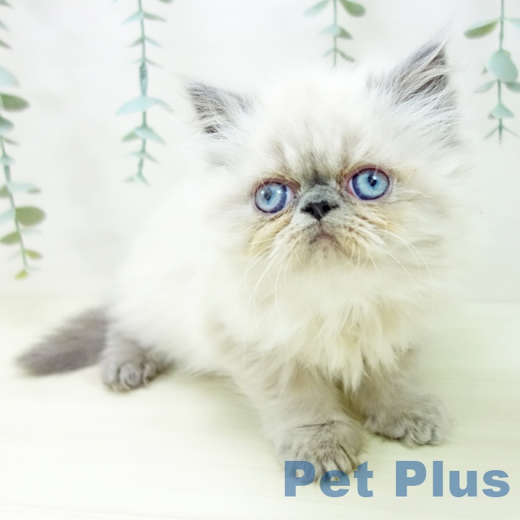 茨城県のヒマラヤン (ペットプラス つくば店/2025年10月18日生まれ/女の子/ブルーポイント)の子猫の2枚目の画像