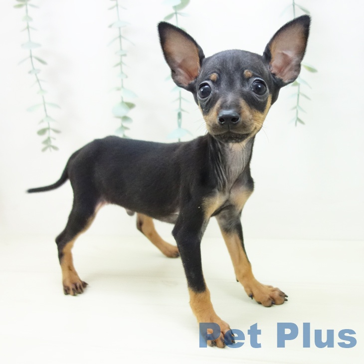 愛知県のミニチュアピンシャー (ペットプラス 岡崎店/2025年10月26日生まれ/男の子/ブラックタン)の子犬の1枚目の画像