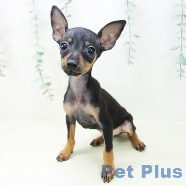 愛知県のミニチュアピンシャー (ペットプラス 岡崎店/2025年10月26日生まれ/男の子/ブラックタン)の子犬の2枚目の画像