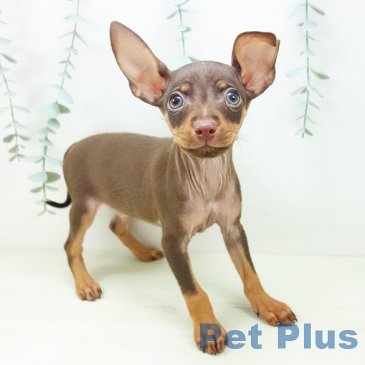 愛知県のミニチュアピンシャー (ペットプラス イオンモール豊川店/2025年10月26日生まれ/男の子/チョコレートタン)の子犬の1枚目の画像
