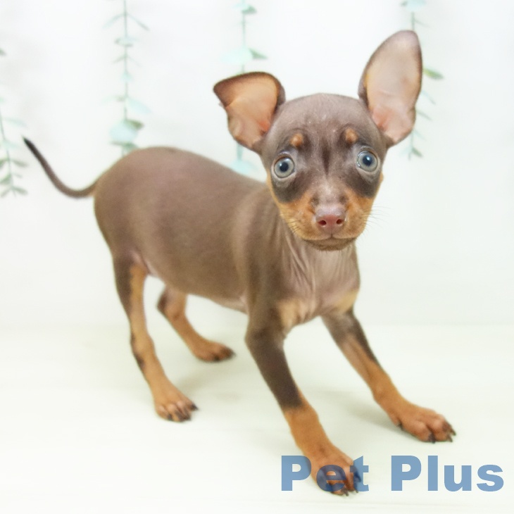 岐阜県のミニチュアピンシャー (ペットプラス 各務原店/2025年10月26日生まれ/女の子/チョコレートタン)の子犬の1枚目の画像