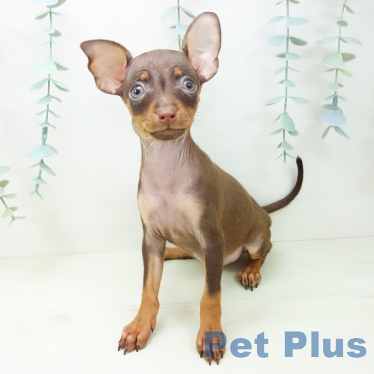 岐阜県のミニチュアピンシャー (ペットプラス 各務原店/2025年10月26日生まれ/女の子/チョコレートタン)の子犬の2枚目の画像