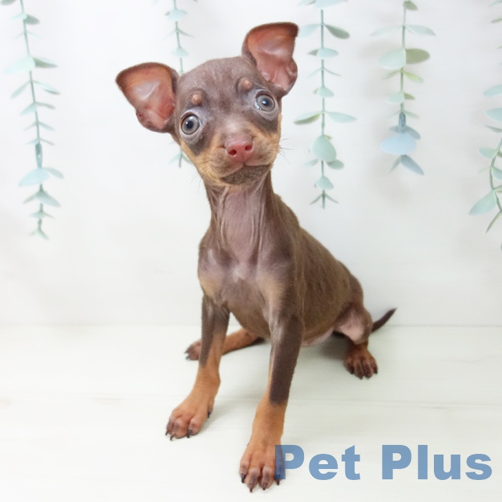 愛知県のミニチュアピンシャー (ペットプラス ナゴヤドーム前店/2025年10月26日生まれ/女の子/チョコレートタン)の子犬の2枚目の画像