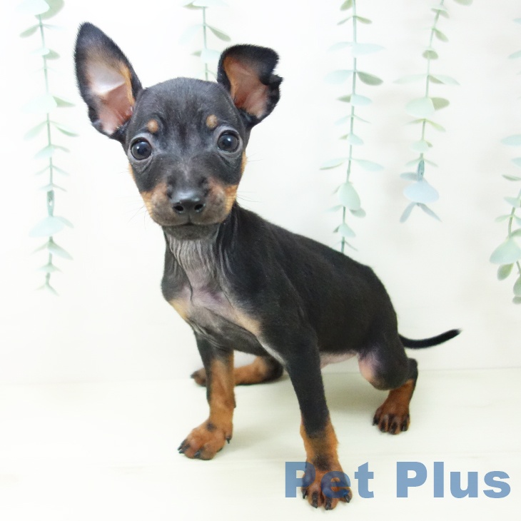 富山県のミニチュアピンシャー (ペットプラス 高岡店/2025年10月29日生まれ/男の子/ブラックタン)の子犬の1枚目の画像
