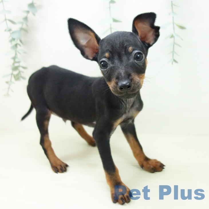 富山県のミニチュアピンシャー (ペットプラス 高岡店/2025年10月29日生まれ/男の子/ブラックタン)の子犬の2枚目の画像