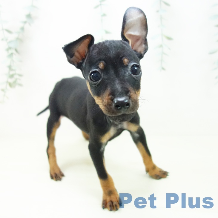三重県のミニチュアピンシャー (ペットプラス 鈴鹿店/2025年10月29日生まれ/男の子/ブラックタン)の子犬の1枚目の画像