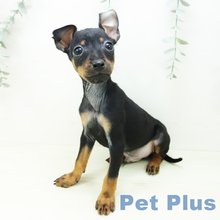 三重県のミニチュアピンシャー (ペットプラス 鈴鹿店/2025年10月29日生まれ/男の子/ブラックタン)の子犬の2枚目の画像