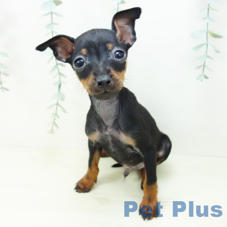 愛知県のミニチュアピンシャー (ペットプラス 名古屋茶屋店/2025年10月29日生まれ/男の子/ブラックタン)の子犬の2枚目の画像