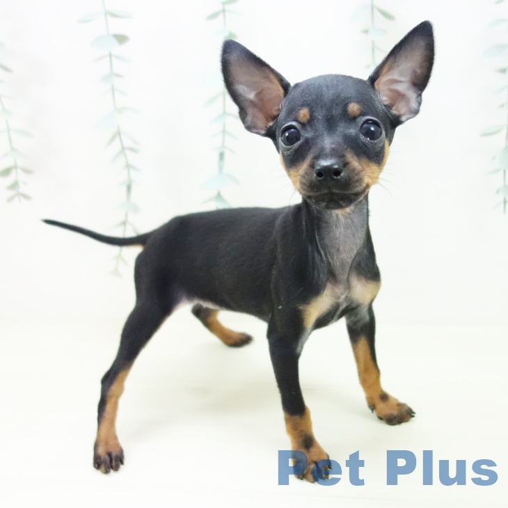 愛知県のミニチュアピンシャー (ペットプラス mozoワンダーシティ店/2025年10月29日生まれ/女の子/ブラックタン)の子犬の1枚目の画像