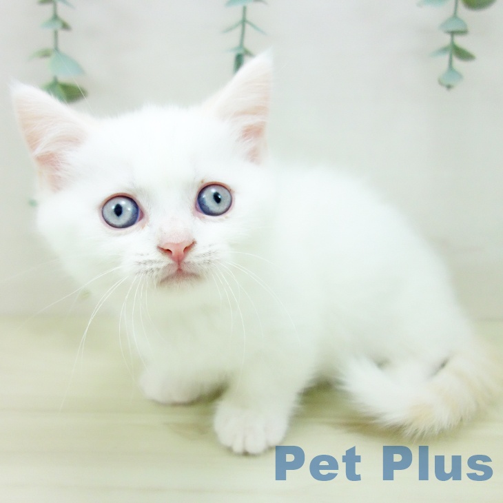 埼玉県のマンチカン (ペットプラス ららぽーと新三郷店/2025年10月28日生まれ/男の子/クリームポイント)の子猫の1枚目の画像