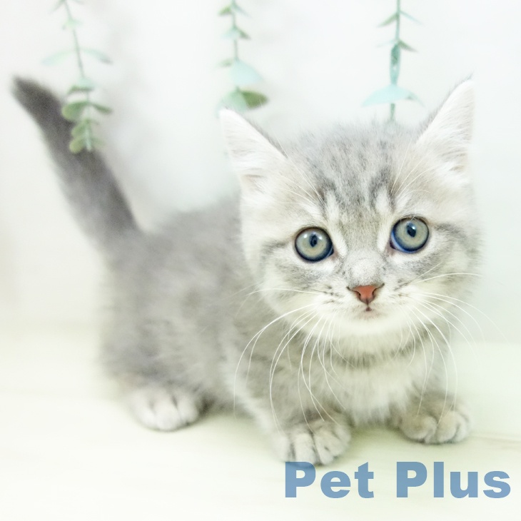 茨城県のマンチカン (ペットプラス つくば店/2025年10月28日生まれ/男の子/ブルータビー)の子猫の1枚目の画像