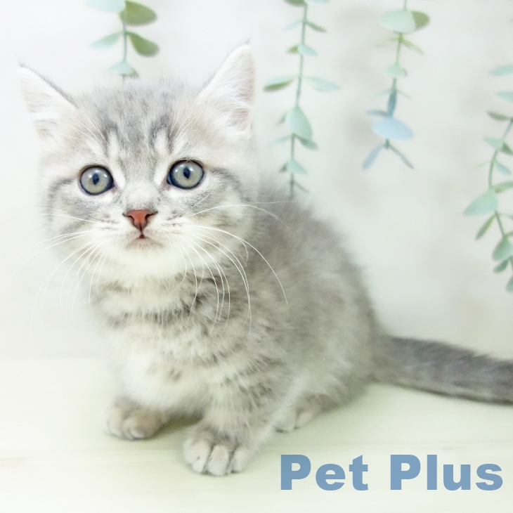 茨城県のマンチカン (ペットプラス つくば店/2025年10月28日生まれ/男の子/ブルータビー)の子猫の2枚目の画像