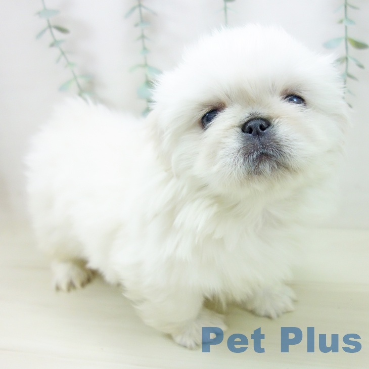 三重県のペキニーズ (ペットプラス 東員店/2025年10月27日生まれ/男の子/クリーム)の子犬の1枚目の画像