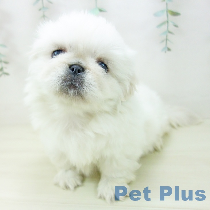 三重県のペキニーズ (ペットプラス 東員店/2025年10月27日生まれ/男の子/クリーム)の子犬の2枚目の画像